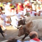 steer on bull route during running of the bulls