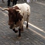 steer in pamplona