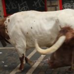 Two Steers on streets of pamplona