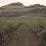 otazu winery vineyard