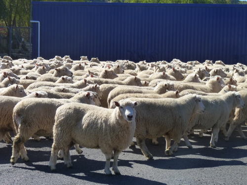 The Running of the Bulls in NewZealand